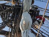Lady Washington 009